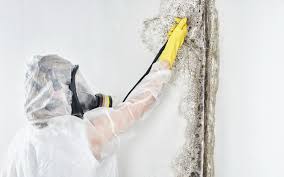 Trusted Ellensburg, WA Mold Removal Experts